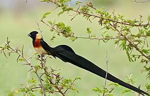 Male in breeding plumage