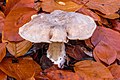 Image 15 Clitocybe nebularis Photograph credit: Dominicus Johannes Bergsma Clitocybe nebularis, commonly known as the clouded agaric or the cloud funnel, is a common gilled fungus that grows both in conifer-dominated forests and broad-leaved woodland in Europe and North America. This C. nebularis mushroom was photographed growing among fallen beech leaves in Famberhorst nature reserve, the Netherlands. More selected pictures