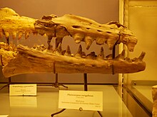 jaws of mosasaur Platecarpus coryphaeus