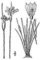 Prairie blue-eyed grass (Sisyrinchium campestre)