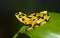 Image 1Panamanian golden frog