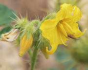 S. rostratum flower