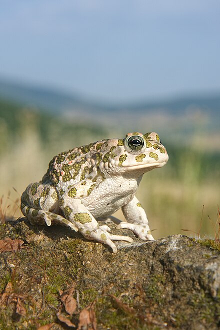 The European green toad