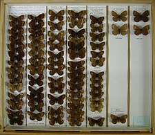 Museum drawer of Erebia ligea (Langham and Wheeler collection - Ulster Museum)