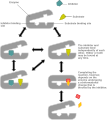 Diagram of non-competitive inhibition.
