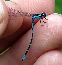 A damselfly with blue and black stripes on its body and two small blue dots on an otherwise black head. Its long abdominal segments begin as more blue and become progressively black until the ending with a blue segment