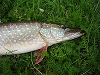 Pike (Esox lucius)