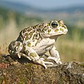 Image 16Balearic green toad