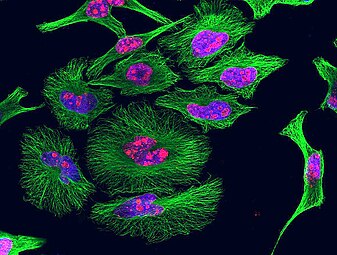 HeLa cells grown in culture and stained with antibody to tubulin (green), antibody to Ki-67 (red), and the blue DNA binding dye DAPI. The tubulin antibody shows the distribution of microtubules and the Ki-67 antibody is expressed in cells about to divide. Preparation, antibodies and image courtesy of EnCor Biotechnology.