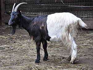 a goat, half black, half white