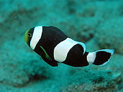 A. polymnus (Saddleback anemonefish) showing the characteristic wedge on the tail