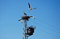 White storks near the reservoir