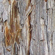 Close view of Coast Redwood bark.