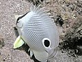 Image 13The foureye butterflyfish has a false eyespot on its sides, which can confuse prey and predators (from Coastal fish)