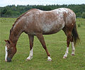 A varnish roan has few manes, streaked hooves and becomes whiter and whiter over time.