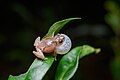 Male Raorchestes parvulus, dwarf bushfrog - Phu Kradueng National Park