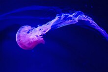 A pacific sea nettle jellyfish.