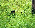 Sloth bear pair, BRT WLS Chamarajanagar