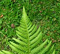 Normal Lady Fern frond appearance.