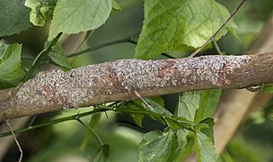 Mossy leaf-tailed gecko (Uroplatus sikorae) Montagne d’Ambre 2