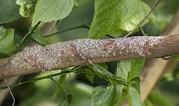 Mossy leaf-tailed gecko camouflaging itself on a branch