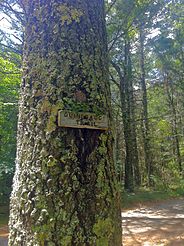 Quinebaug Trail Sign at junction with Hell Hollow Road at Phillips Pond.