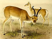 Drawing of brown and white bovid