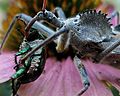 Arilus cristatus consuming a Japanese beetle