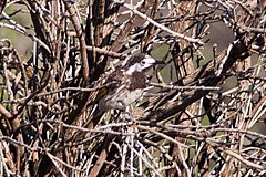 The ability for white-fronted honeyeaters to blend in with their surroundings via camouflage.