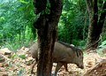 Sus scrofa (wild boar) at Sri Venkateswara National Park