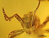 An Asymphylomyrmex balticus preserved in amber