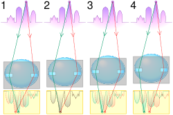 ☎∈ Illustration of autofocus using phase detection. In each figure, the purple circle represents the object to be focused on, the red and green rays represent light rays passing through apertures at the extreme sides of the lens, the yellow rectangle represents sensor arrays (one for each aperture), and the graph represents the intensity profile as seen by each sensor array. Figure 1 to 4 represent conditions where the lens is focused (1) too near, (2) correctly, (3) too far and (4) way too far. It can be seen from the graphs that the phase difference between the two profiles can be used to determine not just in which direction, but how much to change the focus to achieve optimal focus. Note that in reality, the lens moves instead of the sensor. Colours are used purely for clarity and do not represent any particular wavelength.