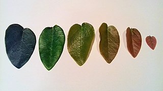 Leaves from oldest to youngest