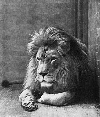The Barbary lion (Panthera leo leo)