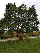 Maclura pomifera tree with fruits on ground