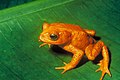Image 26Golden toad