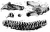 An illustration of Leptocleidus fossils