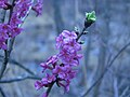 February daphne flowers