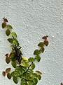 Louisiana Romalea Grasshopper From Louisiana Wetlands, Lake Pontchartrain.