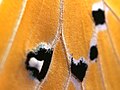 Close-up of the wing scales of a male Danaus chrysippus