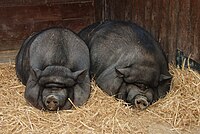 Pot-bellied pigs