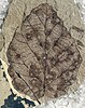 A fossilized Fothergilla malloryi leaf