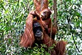 Image 64Sumatran orangutan mother and child in Mount Leuser National Park, North Sumatra (from Tourism in Indonesia)