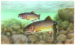 Image title: Trout cutthroat fish oncorhynchus clarkii clarkii
