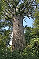 Image 33Tāne Mahuta, the biggest kauri (Agathis australis) tree alive, in the Waipoua Forest of the Northland Region of New Zealand. (from Conifer)