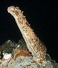Actinopyga agassizii, commonly known as five-toothed sea cucumber