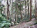 Coachwood rainforest - Ferndale Park