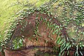 Hawkesbury sandstone and rock felt fern (Pyrrosia rupestris)