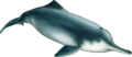 Baiji, or Chinese River Dolphin