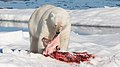 Polar bear feeding on a bearded seal